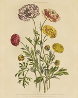 Framed Herbal Botany XXII v2 Crop