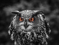 Framed Red Eyed Owl - Black & White