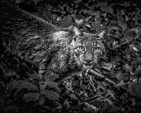 Framed Lynx Looking Up - Black & White