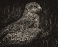 Framed Predator Bird Sepia