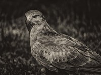 Framed Predator Bird  II Sepia