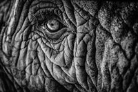 Framed Elephant Close Up II - Black & White