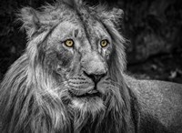 Framed Lion - Black & White