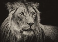 Framed Lion Sepia