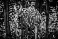 Framed Deer II - Black & White