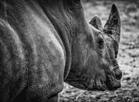 Framed Rhino - Black & White