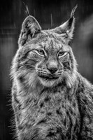 Framed Lynx in the Rain - Black & White