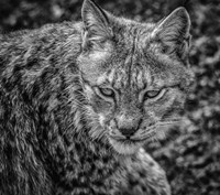 Framed Lynx II - Black & White