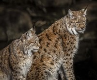 Framed Double Lynx