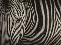 Framed Zebra Sepia