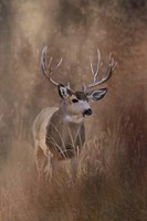 Framed Muley - Malheur