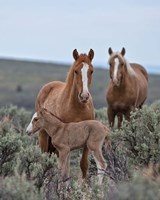 Framed Golden Eagle, Spice & Her Foal