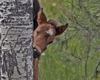 Framed Ochoco Foal - Ochoco