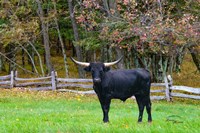 Framed Black Steer