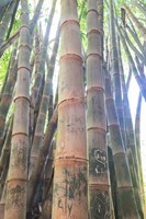 Framed Bamboo Grove Sunburst