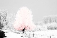 Framed Pink Tree