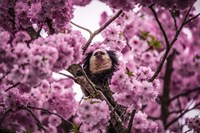 Framed Blossem Tree Monkey II