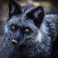 Framed Silver Fox