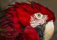 Framed Ara Parrot Close Up