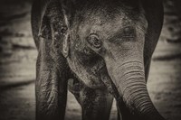 Framed Young Elephant sepia