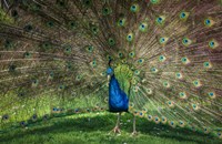 Framed Peacock Showing Off V