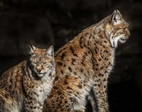Framed Two Lynxes