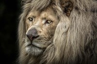 Framed White Albino Lion Close Up