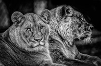 Framed Two Female Lions Black & White