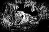 Framed Howling Wolf Black & White