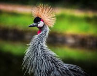 Framed Crowned Crane