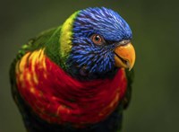 Framed Colorfull Bird II