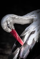 Framed Stork II
