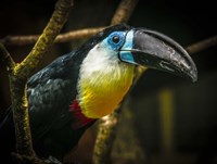 Framed Toucan II