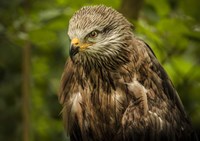 Framed Grey Kite