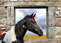 Framed Painted Horse