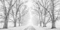 Framed Tree Lined Road in the Snow