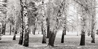 Framed Birches in a Park