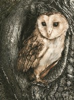Framed Barn Owl Roost