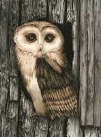 Framed Owl Sentry