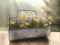 Framed Daffodil Tin