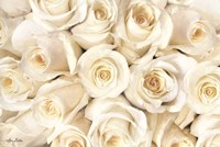 Framed Top View - White Roses