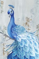 Framed Peacock Paradise