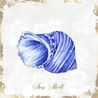 Framed 'Blue Seashell' border=