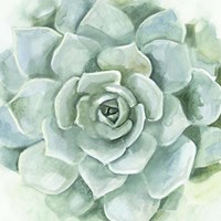 Framed 'Verdant Succulent I' border=