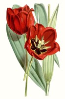 Framed Curtis Tulips V