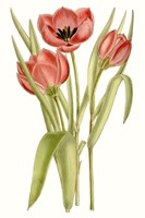 Framed Curtis Tulips VII