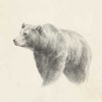 Framed Western Bear Study
