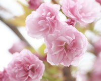 Framed Cherry Blossom Study VI