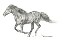 Framed Wild Horse Portrait I