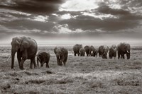 Framed Amboseli elephants